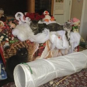 Meet your Posher, Louise